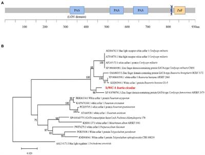Role of the blue light receptor gene Icwc-1 in mycelium growth and fruiting body formation of Isaria cicadae
